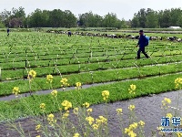 谷雨时节春耕忙 