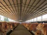 京山县一肉牛养殖项目被纳入第九批国家农业标准化示范项目