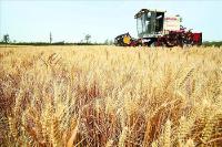 荆门市启动2017年小麦最低收购价执行预案