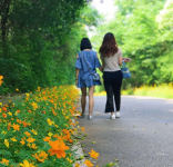 荆门东宝山公园现大片花海   波斯菊、硫华菊、金鸡菊朵朵惹人爱