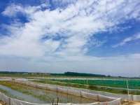 “创业在大柴湖”-项目巡礼之一荣青稻虾生态种养基地前景在望