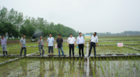 国家973计划项目首席专家指导五三土肥试验基地工作
