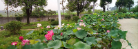 荆门丨沙洋潘集湖打造成全省最大莲花展示中心