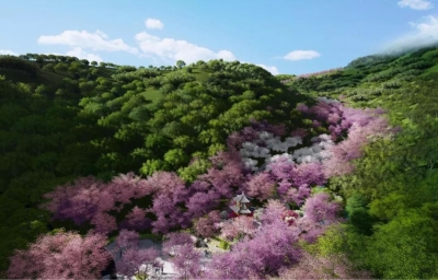 荆门圣境山丨1.5公里“紫薇花带”带你入梦境