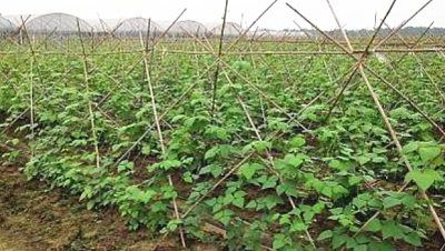 荆沙蔬菜种植合作社订单扶贫助贫困户种植豆角3000亩