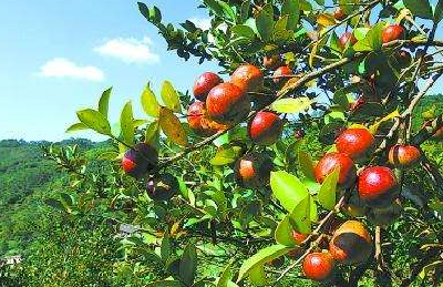 省林业专家指点油茶种植技术