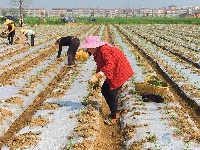 京山丨春回大地，好一幅农忙春耕图！