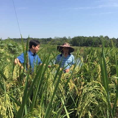 市农业局局长曾云考察巨型稻试验 分析谋划稻虾产业新发展