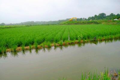 身高2.25米、亩产1600斤，一种“高富帅”水稻在东宝区试种成功！