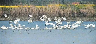 山绿水清 百鸟来仪 ———我市湖泊湿地鸟类观察报告