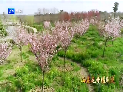 关注首届湖北油菜花节丨樱花部落景区将迎来首个游客高峰