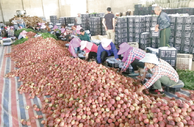 农谷电商助力屈家岭水蜜桃线上销售