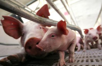 荆门：生猪生产快速恢复 猪价进入下行区间