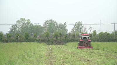 【省市媒体看沙洋】春耕生产进行时|沙洋县：油菜成肥料  香稻补收入