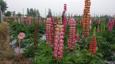 【省市媒体看沙洋】我们的节日.文明旅游丨鲁冰花公园盛妆等你来