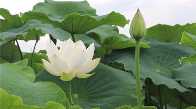 经典诵读丨周敦颐《爱莲说》