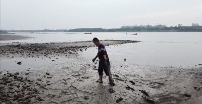 凤凰水库清淤裸露河床  市民捡“蚌”寻找童年乐趣   