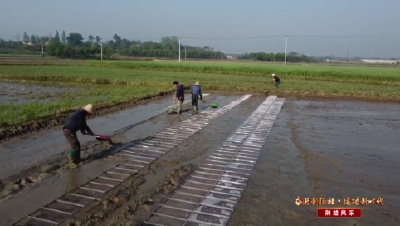 【媒体聚焦】沙洋：聚焦优质稻米产业 加快推进“一袋米”工程  