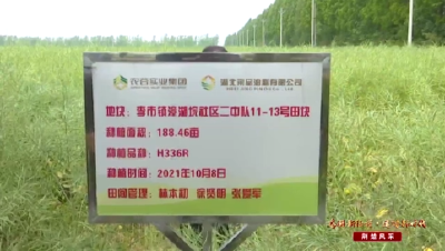 【媒体聚焦】 沙洋：高油酸油菜丰收 加快推进“一壶油”工程