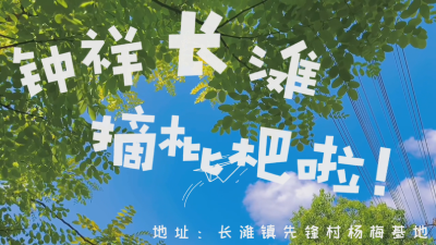 钟祥长滩摘枇杷啦！
