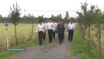 赵少莲到东宝区调研“三夏”生产和“清洁家园”工作