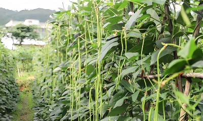 省、市农科院专家组到屈家岭指导豇豆病虫害绿色防控