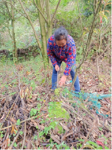 保险护“绿”前行