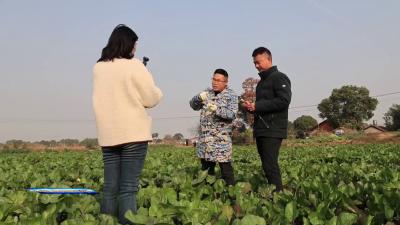 【乡村振兴看荆门】 沙洋：“云端”卖菜薹  致富好“钱”景
