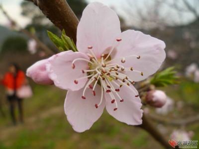 我市乡村园博会桃花季·保安第三届桃花节正式开幕
