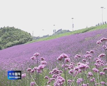 楚天香谷芳香文化博览园开园首日游人如潮