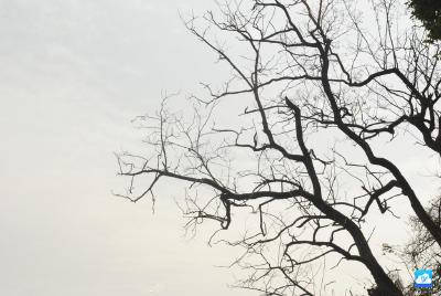 行道树枯枝死桠无人清理  居民担心掉下来砸伤行人 