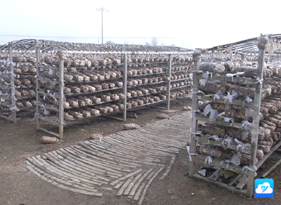 香菇插上电商“翅膀”   带动村民增收致富