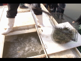 我市开展增殖放流活动