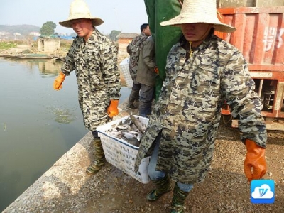 11.2万尾名贵鱼苗增殖保安湖水域