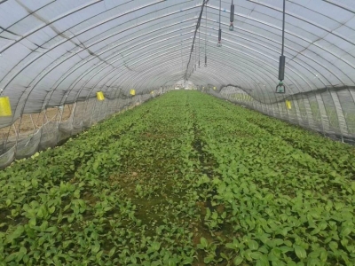 市农业局 开展节前农产品质量安全专项整治行动