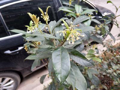 初春桂花香 原是四季桂