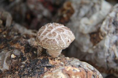 “香菇小伙”收徒弟了