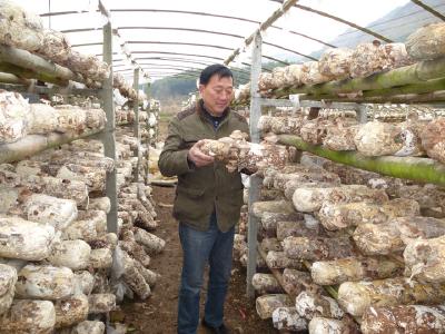香菇大量上市