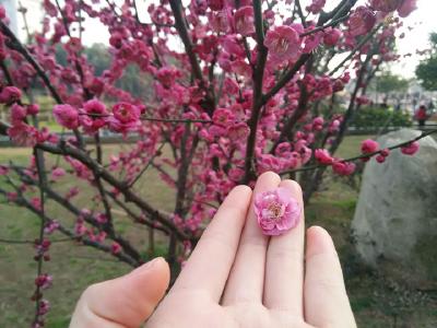 元宵前后天气好  观赏梅花正当时