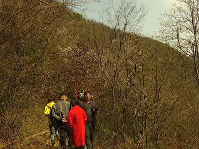 刘仁八镇：十里樱花为您绽放