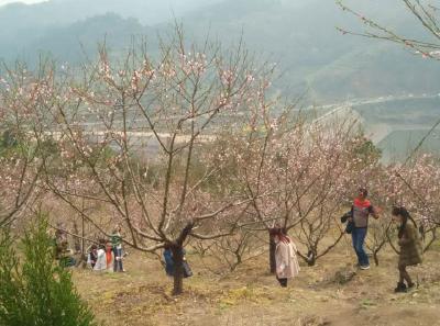 “花节”经济催开村民笑脸如花
