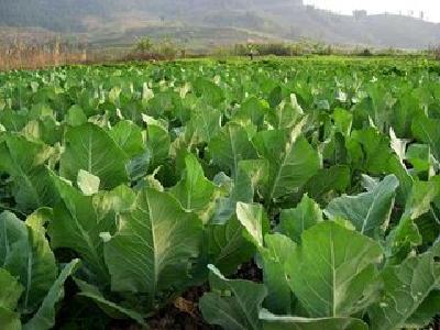 既盘活土地资源  又解放了劳动力 土地流转给农民带来“双丰收”