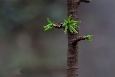 市档案局赴扶贫村义务植树