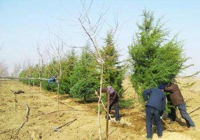 大冶农商银行 开展义务植树造林