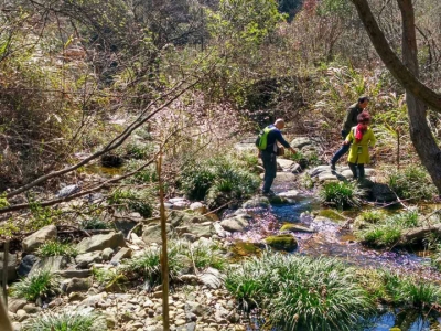 刘仁八千亩野樱花“樱”你而开