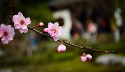 全市开展赏花节前安全生产联合检查
