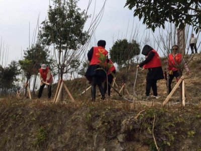 市规划局 深入驻点村植树造林