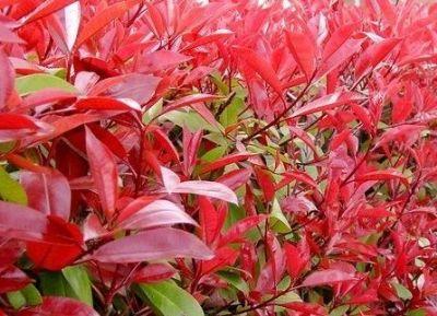 市残联 开展红叶石楠种植培训