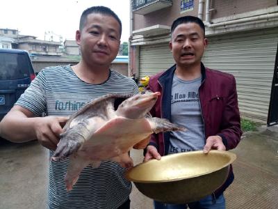 放生大甲鱼