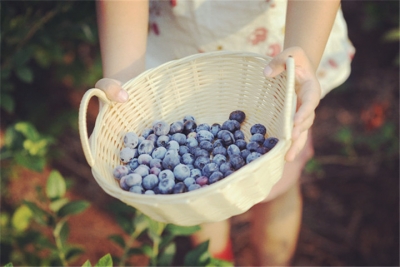 谁说农村只有红薯大白菜呢，千亩的蓝莓园你们来过吗？